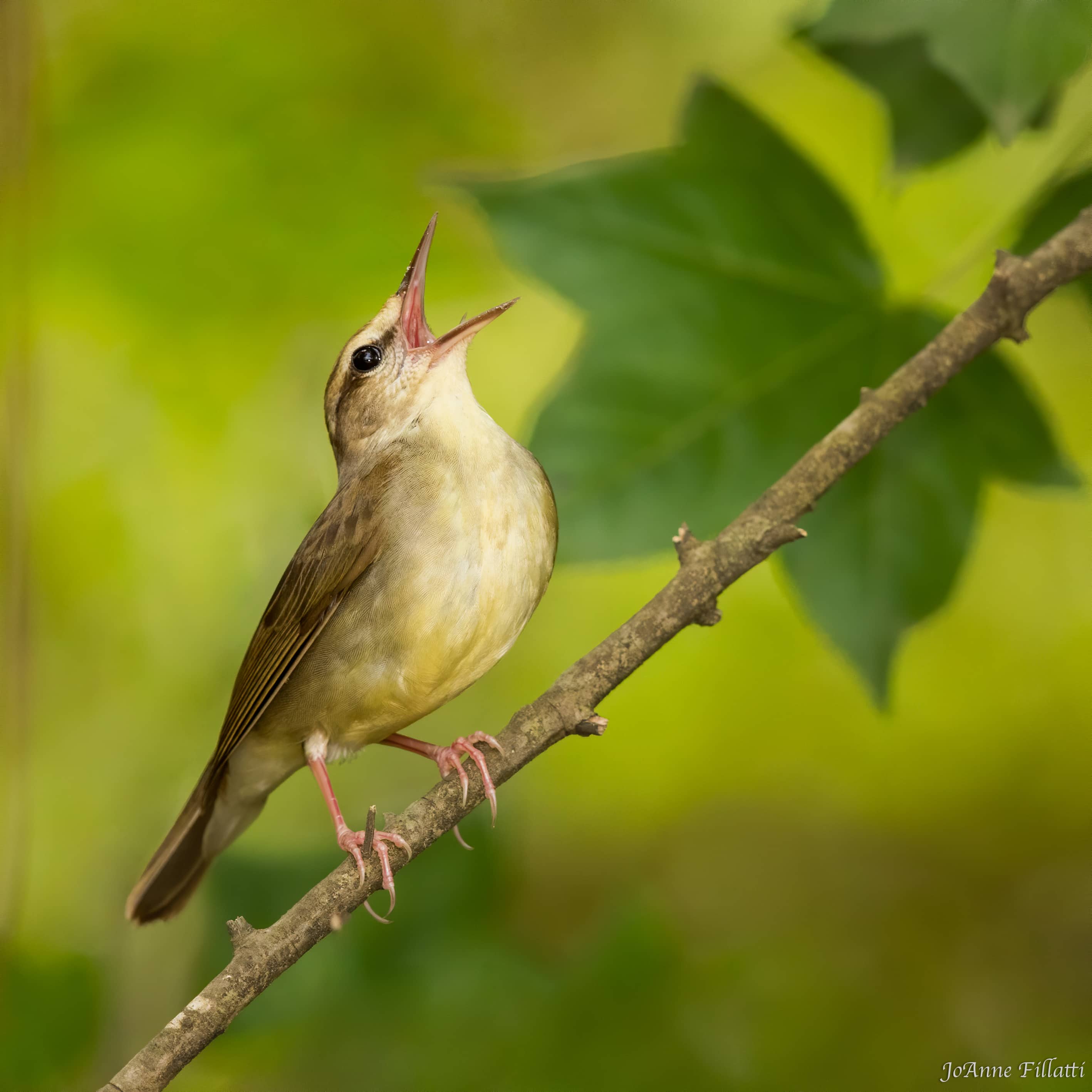 bird of texas image 18